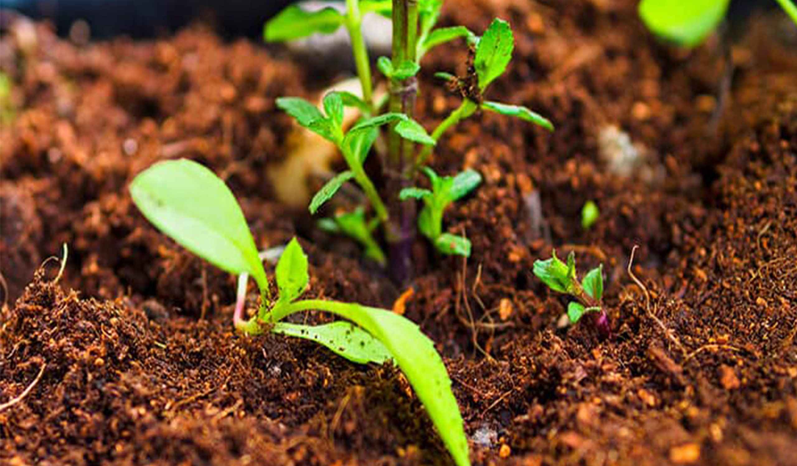 The best soil for plant growth is Idea