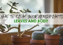 HOW TO CLEAN YOUR HOUSEPLANTS LEAVES AND BODY