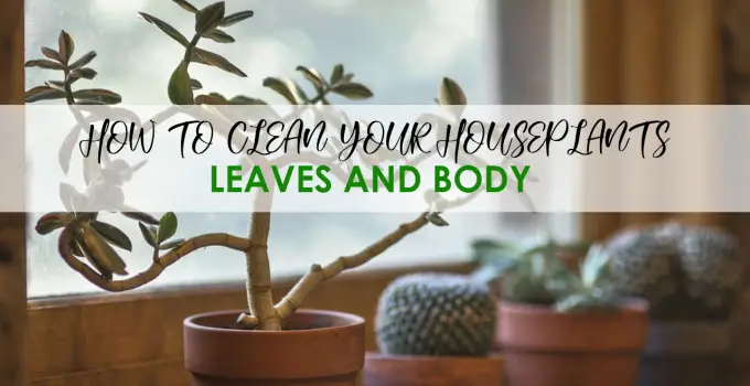 HOW TO CLEAN YOUR HOUSEPLANTS LEAVES AND BODY