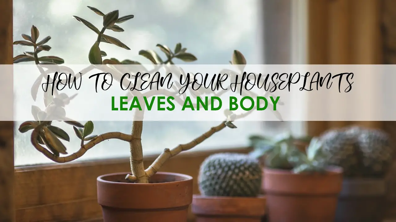 HOW TO CLEAN YOUR HOUSEPLANTS LEAVES AND BODY