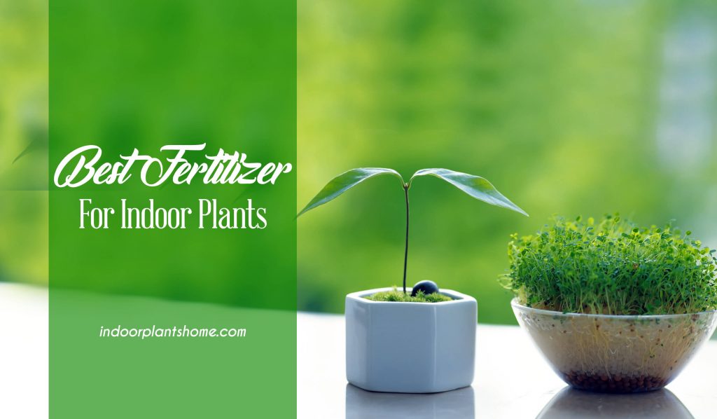 Best Fertilizers For Indoor Plants Reviews of 2020 Indoorplantshome
