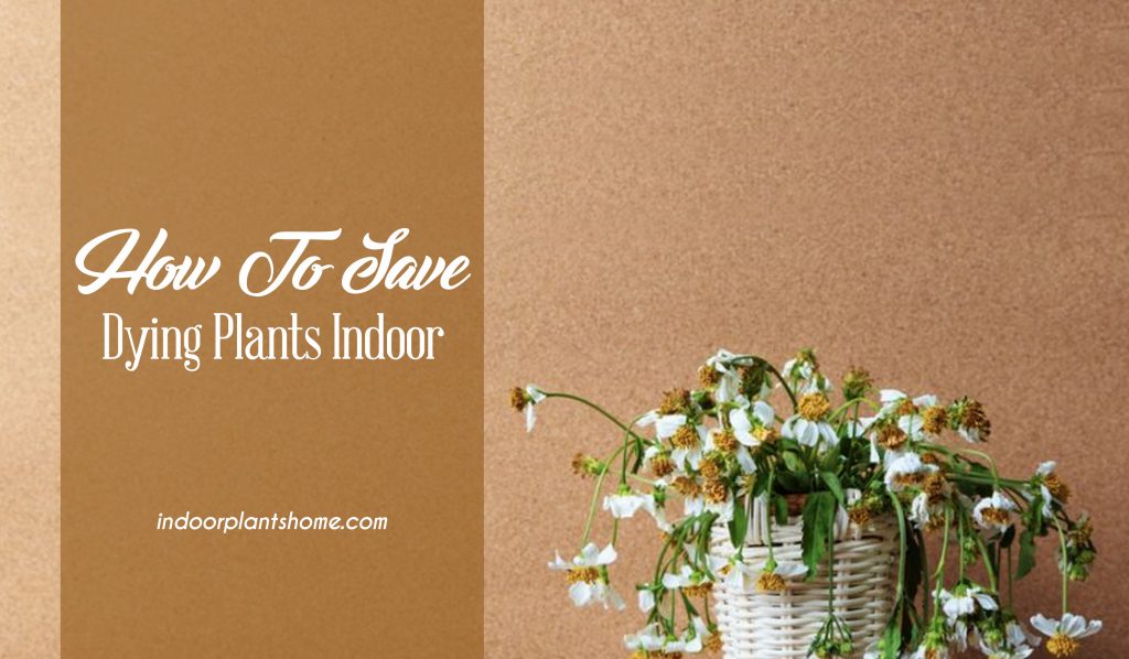 Saving A dying Plant Step by Step guide to growing Indoor Plants In 2020