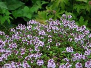 BRECKLAND THYME