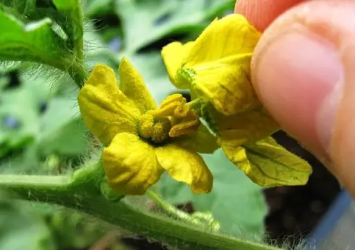 Flower Rubbing Technique