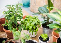 5 Houseplants Anyone Can Grow And Maintain