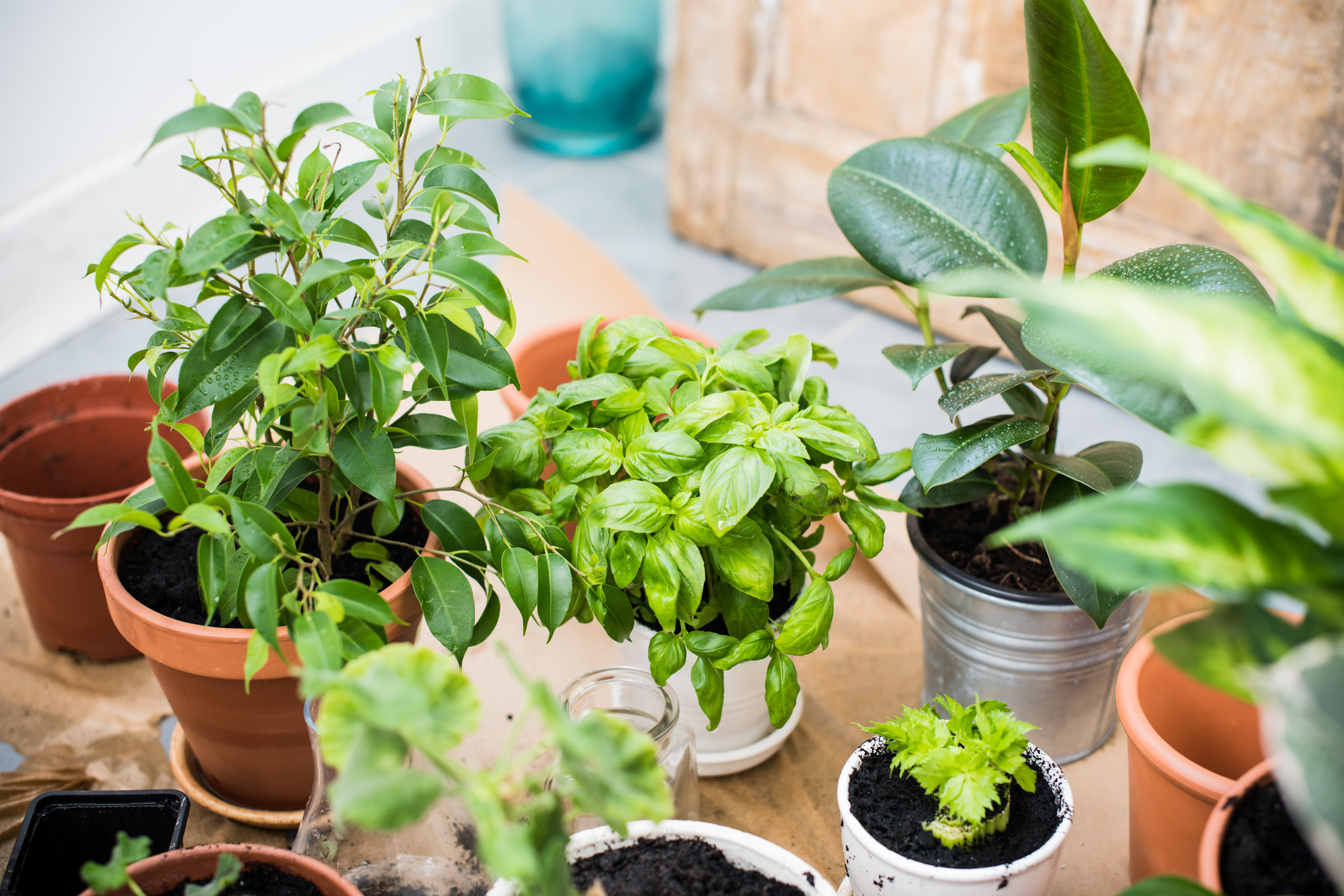 5 Houseplants Anyone Can Grow And Maintain