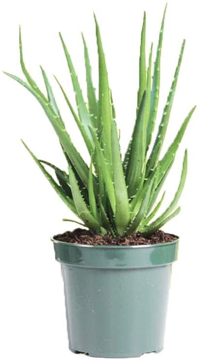 Aloe vera HedgeHog By American Plant Exchange