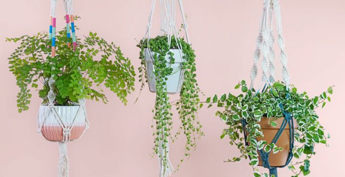 Best indoor plant hangers and holders in 2020