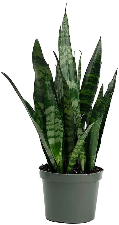 Sansevieria By American Plant Exchange