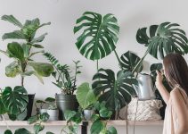 Easy Way to Clean Your Houseplants Leaves and Body