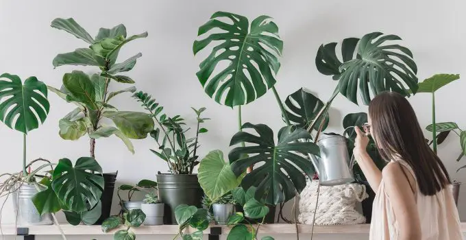 Easy Way to Clean Your Houseplants Leaves and Body
