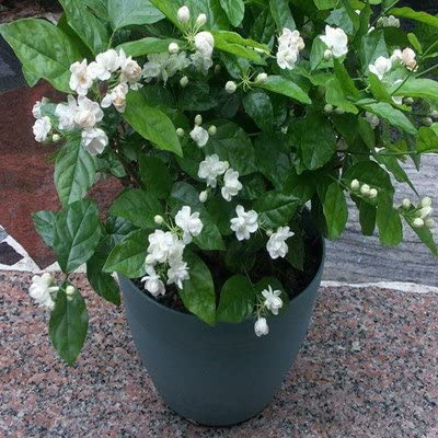 20 Arabian Tea Jasmine Indoor plant