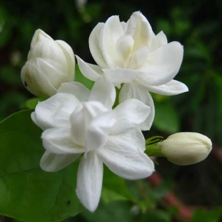 Extremely Fragrant Jasmine Seeds