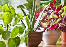 The Fastest Growing Houseplants in 2020