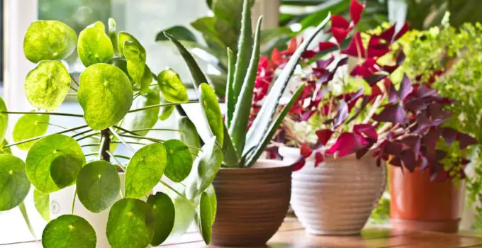 The Fastest Growing Houseplants in 2020