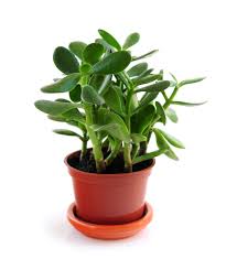 Jade plant(Fastest Growing Plant In Bright Light)