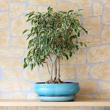 Ficus tree(Fastest Growing Plant In Humid & Sunny)