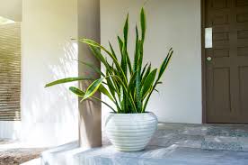 Snake plants(Fastest Growing Plant In Low Light)