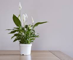 Peace Lily (Fast Growing Indoor Plants From Seed)