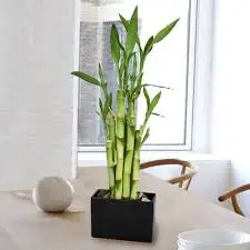 Bamboo Plants(Fastest Growing Plants For Fortune)