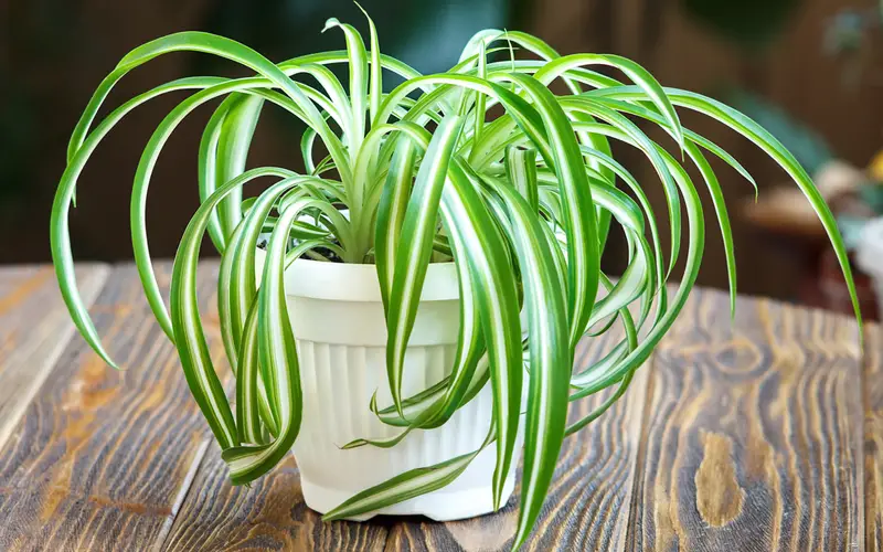 Spider plants (Fastest Growing Plant from Seeds)