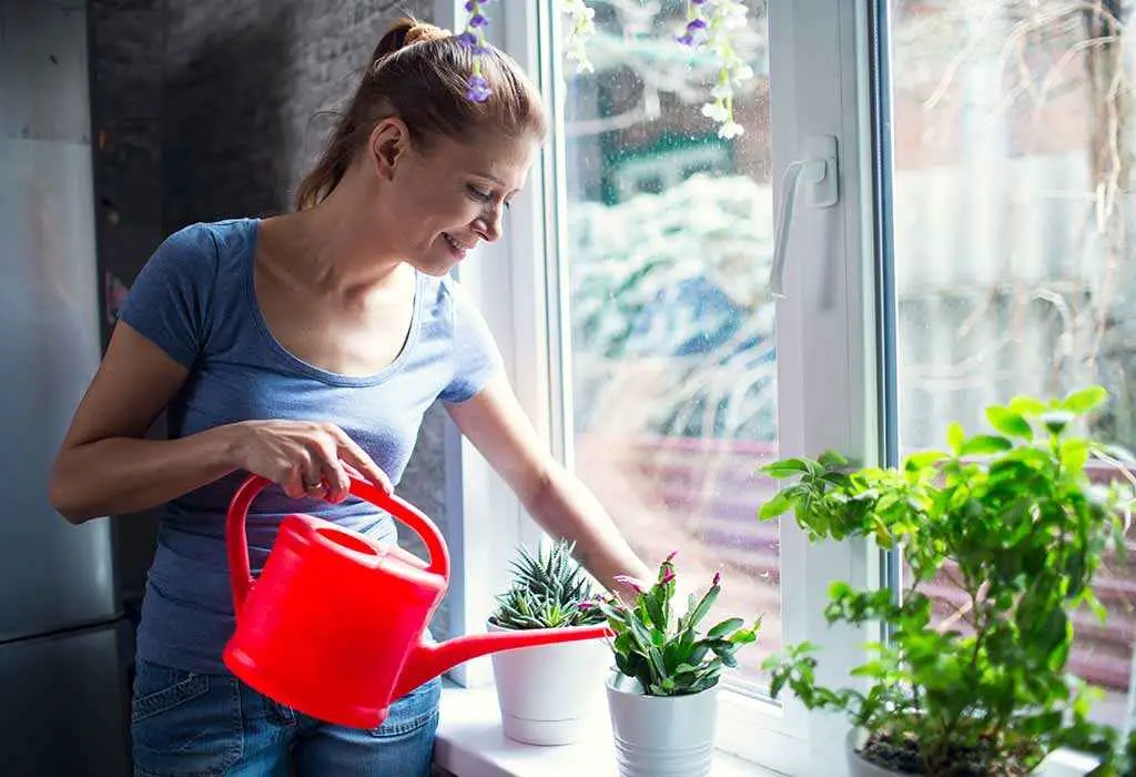 Disadvantages Of Indoor Plants