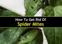 spider mites on houseplants