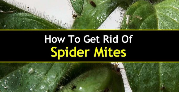 spider mites on houseplants