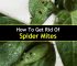 spider mites on houseplants