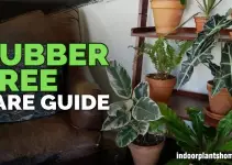 rubberplant care
