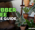 rubberplant care