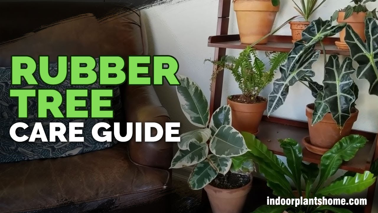 Indoor Rubber Plants Care Guides For Indoor Rubber Plants