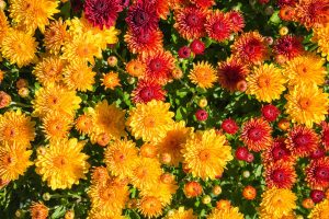 Chrysanthemums