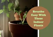 Best Indoor Plants for Oxygen