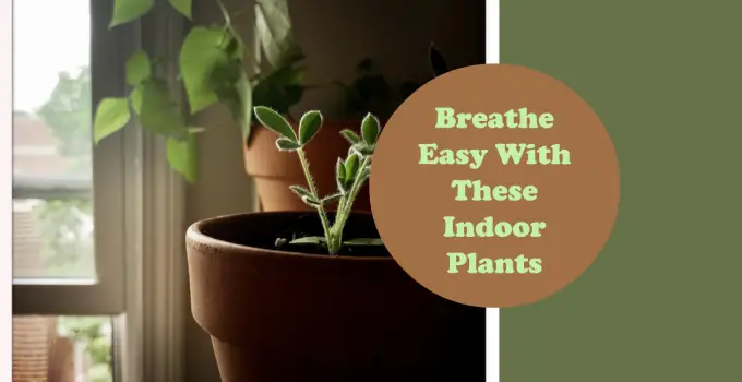 Best Indoor Plants for Oxygen