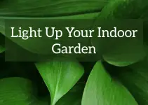 UV Light for Indoor Plants