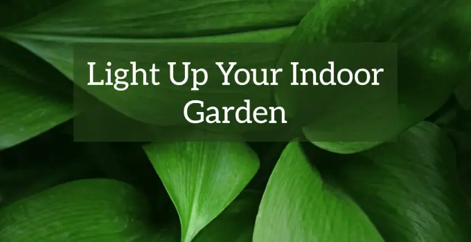 UV Light for Indoor Plants