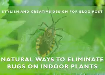 How to Get Rid of Bugs on Indoor Plants Naturally?