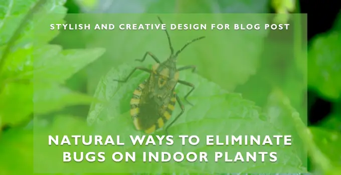 How to Get Rid of Bugs on Indoor Plants Naturally?