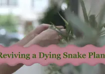 How to Revive a Dying Snake Plant