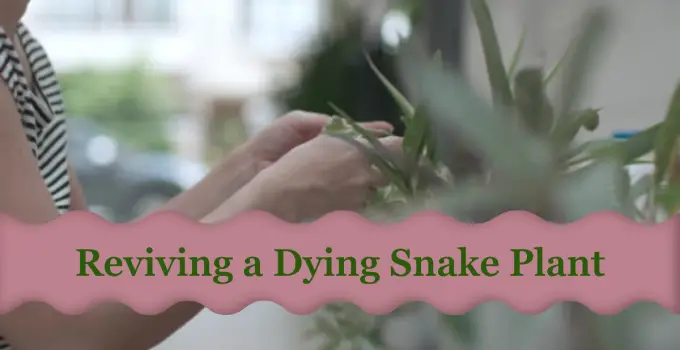 How to Revive a Dying Snake Plant