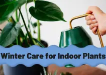 How to Care for Indoor Plants in Winter: A Complete Guide