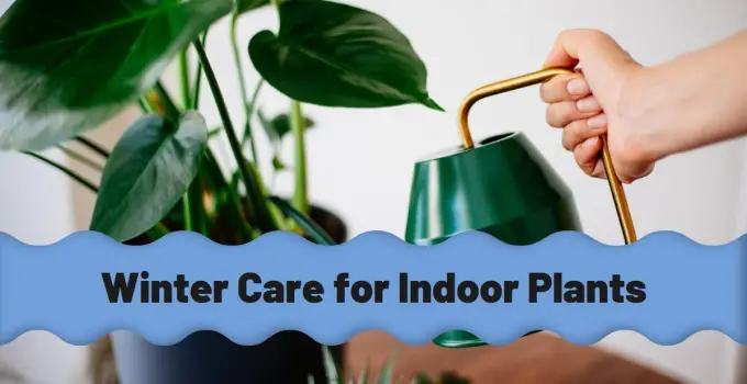 How to Care for Indoor Plants in Winter: A Complete Guide