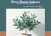 How to Grow and Care for Olive Plants Indoors