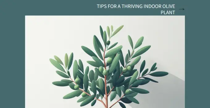 How to Grow and Care for Olive Plants Indoors