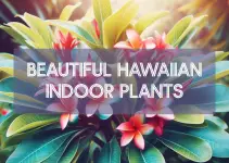 Best Hawaiian Indoor Plants