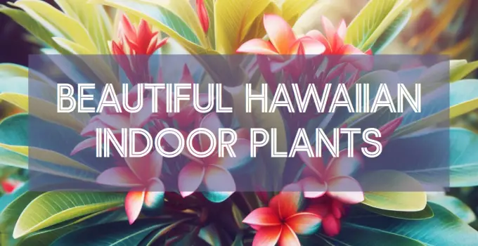 Best Hawaiian Indoor Plants