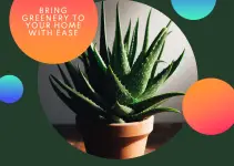 15 Indoor Plants That Are Drought Tolerant