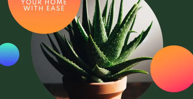 15 Indoor Plants That Are Drought Tolerant