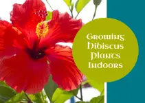 How to Grow a Hibiscus Plant Indoors